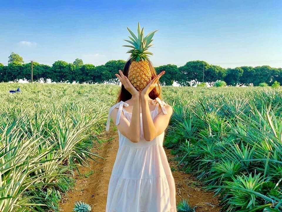 Đồi dứa tam điệp